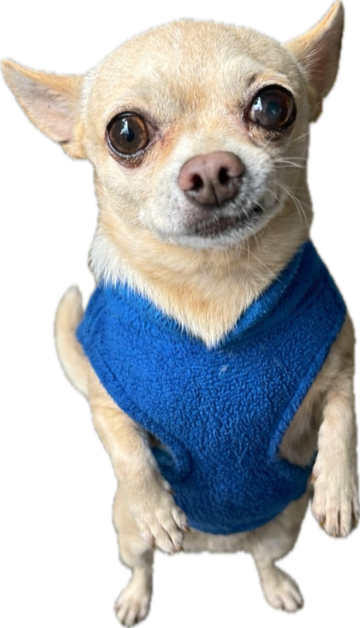 Chubby, the unofficial mascot